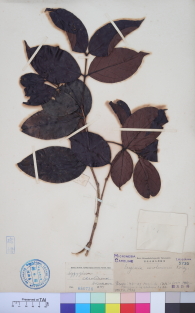 Specimen thumbnail
